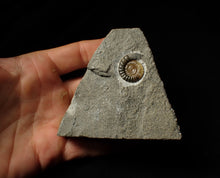 Load image into Gallery viewer, Calcite Promicroceras ammonite display piece (20 mm)