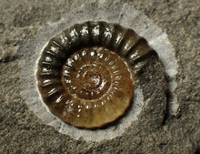 Load image into Gallery viewer, Calcite Promicroceras ammonite display piece (20 mm)