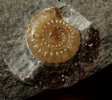 Load image into Gallery viewer, Calcite Promicroceras ammonite display piece (28 mm)
