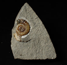 Load image into Gallery viewer, Calcite Promicroceras ammonite display piece (28 mm)
