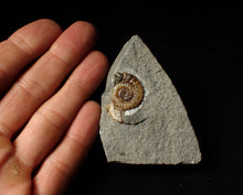 Load image into Gallery viewer, Calcite Promicroceras ammonite display piece (28 mm)