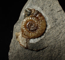 Load image into Gallery viewer, Calcite Promicroceras ammonite display piece (28 mm)