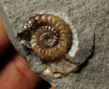 Load image into Gallery viewer, Calcite Promicroceras ammonite display piece (28 mm)