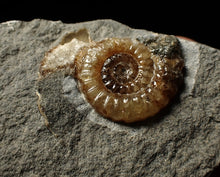 Load image into Gallery viewer, Calcite Promicroceras ammonite display piece (28 mm)