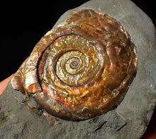 Load image into Gallery viewer, Iridescent Psiloceras ammonite fossil display piece
