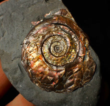 Load image into Gallery viewer, Iridescent Psiloceras ammonite fossil display piece