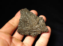 Load image into Gallery viewer, Detailed crinoid fossil (70 mm)
