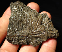 Load image into Gallery viewer, Detailed crinoid fossil (70 mm)