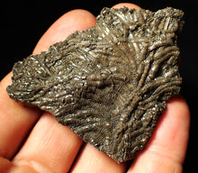 Load image into Gallery viewer, Detailed crinoid fossil (70 mm)