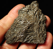 Load image into Gallery viewer, Detailed crinoid fossil (70 mm)