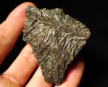 Load image into Gallery viewer, Detailed crinoid fossil (70 mm)