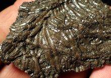 Load image into Gallery viewer, Detailed crinoid fossil (70 mm)