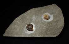 Load image into Gallery viewer, Calcite Promicroceras double-ammonite display piece