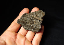 Load image into Gallery viewer, Detailed crinoid fossil (70 mm)