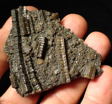 Load image into Gallery viewer, Detailed crinoid fossil (70 mm)