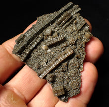 Load image into Gallery viewer, Detailed crinoid fossil (70 mm)