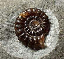 Load image into Gallery viewer, Calcite Promicroceras double-ammonite display piece