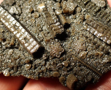 Load image into Gallery viewer, Detailed crinoid fossil (70 mm)