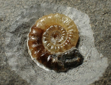 Load image into Gallery viewer, Calcite Promicroceras double-ammonite display piece