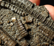 Load image into Gallery viewer, Detailed crinoid fossil (70 mm)