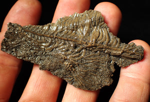 Detailed crinoid fossil with head (77 mm)