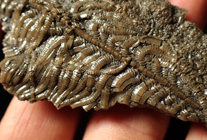 Detailed crinoid fossil with head (77 mm)