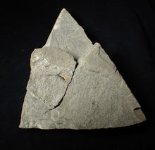 Load image into Gallery viewer, "Popped" Asteroceras obtusum ammonite fossil (45 mm)