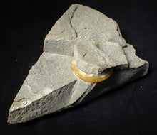 Load image into Gallery viewer, "Popped" Asteroceras obtusum ammonite fossil (45 mm)