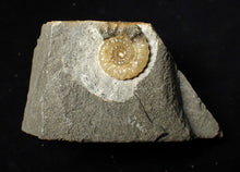 Load image into Gallery viewer, Calcite Promicroceras ammonite display piece (22 mm)