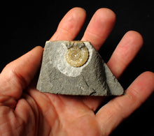 Load image into Gallery viewer, Calcite Promicroceras ammonite display piece (22 mm)