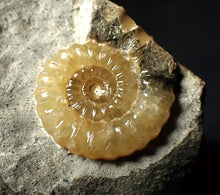 Load image into Gallery viewer, Calcite Promicroceras ammonite display piece (22 mm)