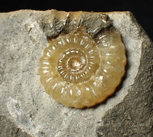 Load image into Gallery viewer, Calcite Promicroceras ammonite display piece (22 mm)