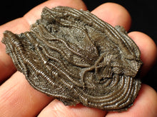 Load image into Gallery viewer, Detailed 3D crinoid head fossil (55 mm)
