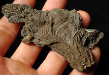Load image into Gallery viewer, Rare highly detailed 3D crinoid head fossil (90 mm)