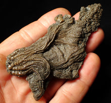 Load image into Gallery viewer, Rare highly detailed 3D crinoid head fossil (90 mm)