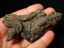 Load image into Gallery viewer, Rare highly detailed 3D crinoid head fossil (90 mm)