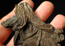 Load image into Gallery viewer, Rare highly detailed 3D crinoid head fossil (90 mm)