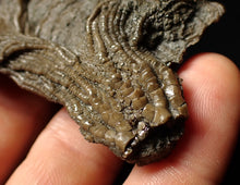 Load image into Gallery viewer, Rare highly detailed 3D crinoid head fossil (90 mm)