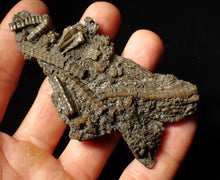 Load image into Gallery viewer, Rare highly detailed 3D crinoid head fossil (90 mm)