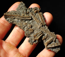 Load image into Gallery viewer, Rare highly detailed 3D crinoid head fossil (90 mm)
