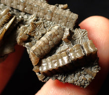 Load image into Gallery viewer, Rare highly detailed 3D crinoid head fossil (90 mm)