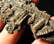 Load image into Gallery viewer, Rare highly detailed 3D crinoid head fossil (90 mm)