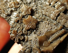 Load image into Gallery viewer, Rare highly detailed 3D crinoid head fossil (90 mm)