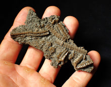 Load image into Gallery viewer, Rare highly detailed 3D crinoid head fossil (90 mm)