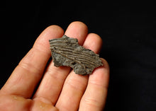 Load image into Gallery viewer, Detailed 3D crinoid head fossil (48 mm)
