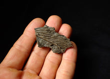Load image into Gallery viewer, Detailed 3D crinoid head fossil (48 mm)