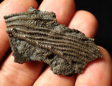 Load image into Gallery viewer, Detailed 3D crinoid head fossil (48 mm)