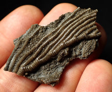 Load image into Gallery viewer, Detailed 3D crinoid head fossil (48 mm)