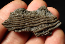Load image into Gallery viewer, Detailed 3D crinoid head fossil (48 mm)