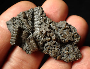 Detailed 3D crinoid head fossil (48 mm)